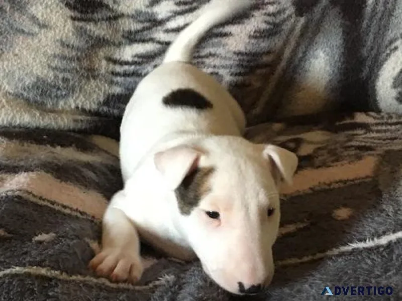 Healthy Miniature Bull Terrier Puppies Available