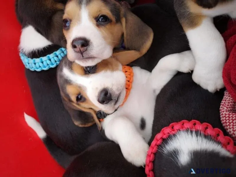 Healthy Beagle puppies for sale