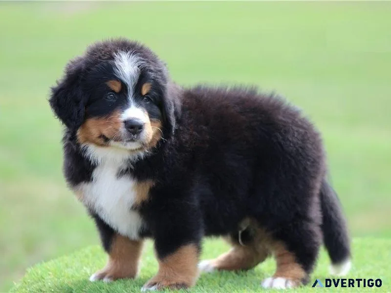 Well Socialized Bernese Mountain Dog (Puppies).