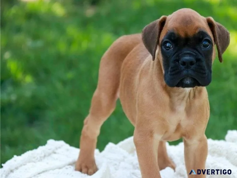 AKC Boxer Puppies For Sale