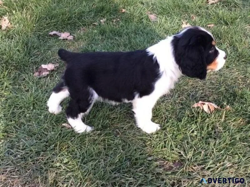 Top Healthy English Springer Spaniel puppies