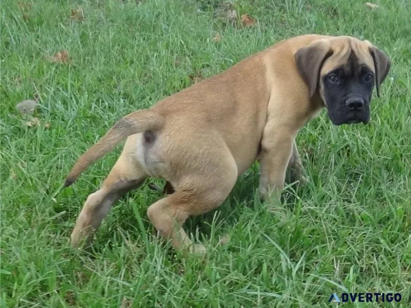 12 Weeks old Bullmastiff Puppies For Sale.