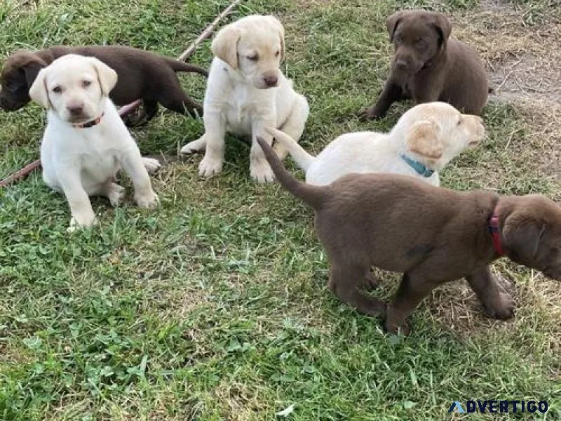 AKC Labrador Retriever Puppies For Loving Homes