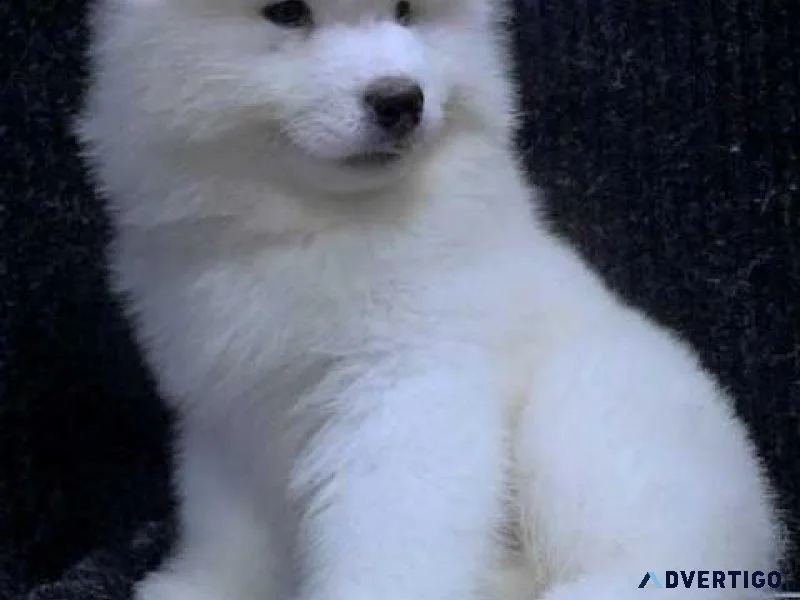 Adorable Samoyed Puppies For sale