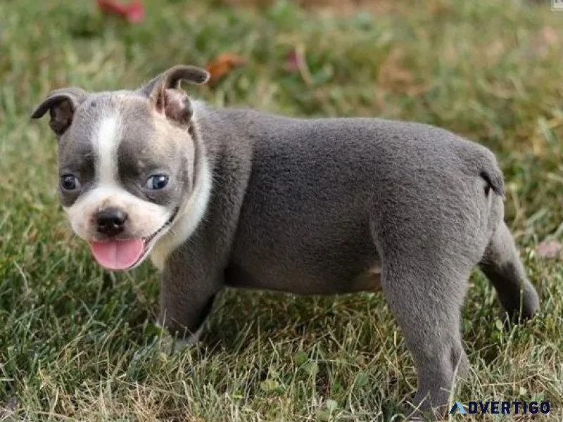 Home raised Boston Terrier Puppies Available NOW