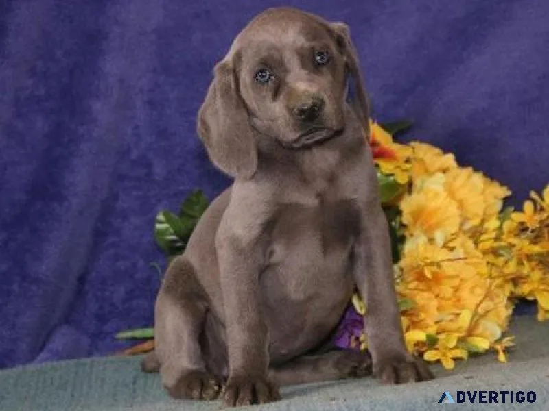 Weimaraner Puppies