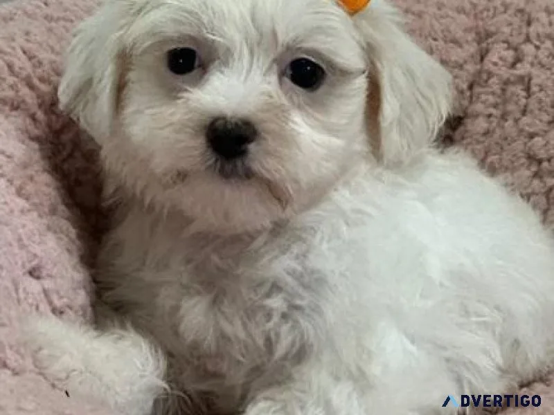 Beautiful Maltipom Puppies Available For Sale.