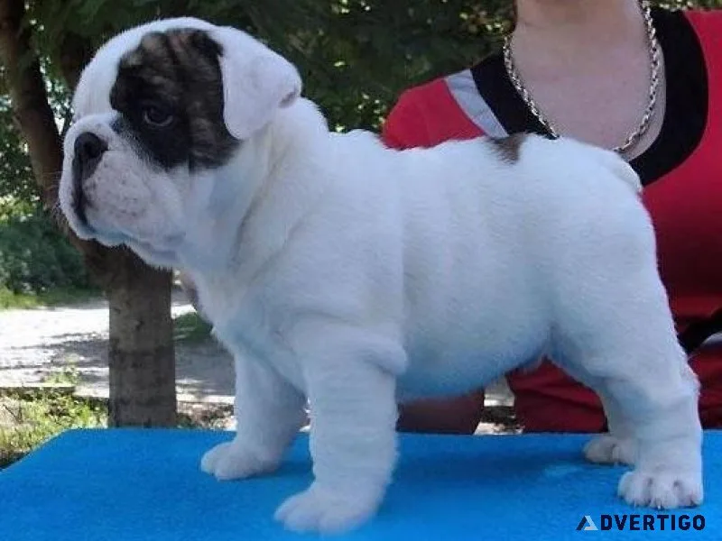 Home raised Mini English Bulldog puppies for sale