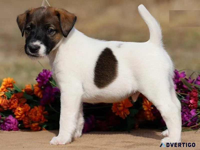 Adorable Fox Terrier puppies available For sale