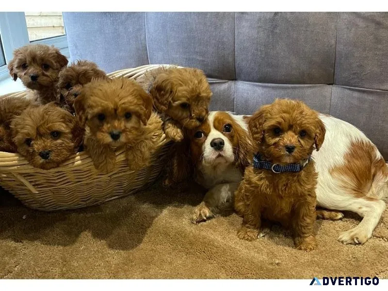 Adorable Toy Poodle puppies girls and boys