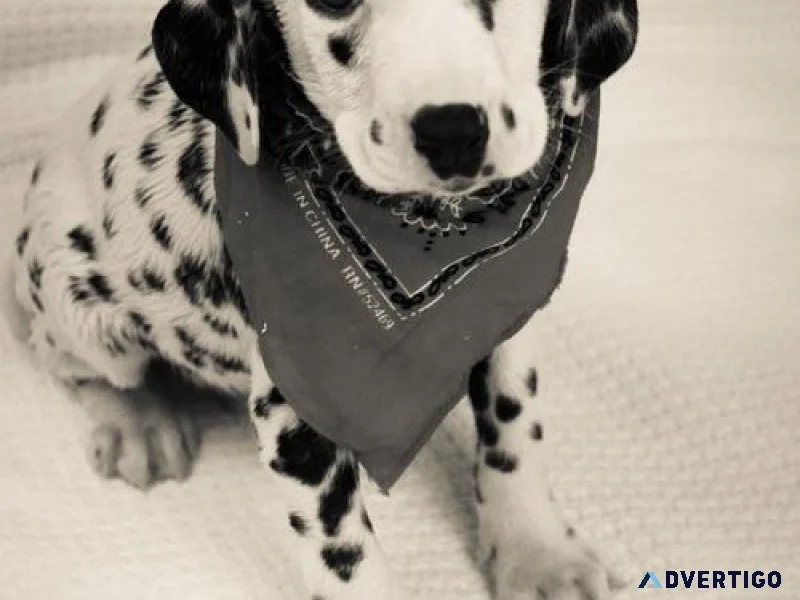 Amazing Dalmatian puppies for sale