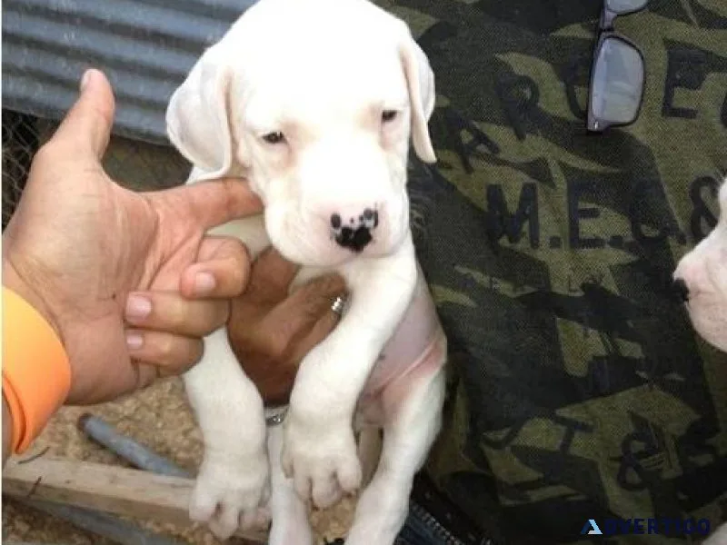 Home raised Dogo Argentino puppies for sale