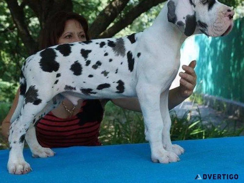 Healthy Great Dane puppies available For sale.