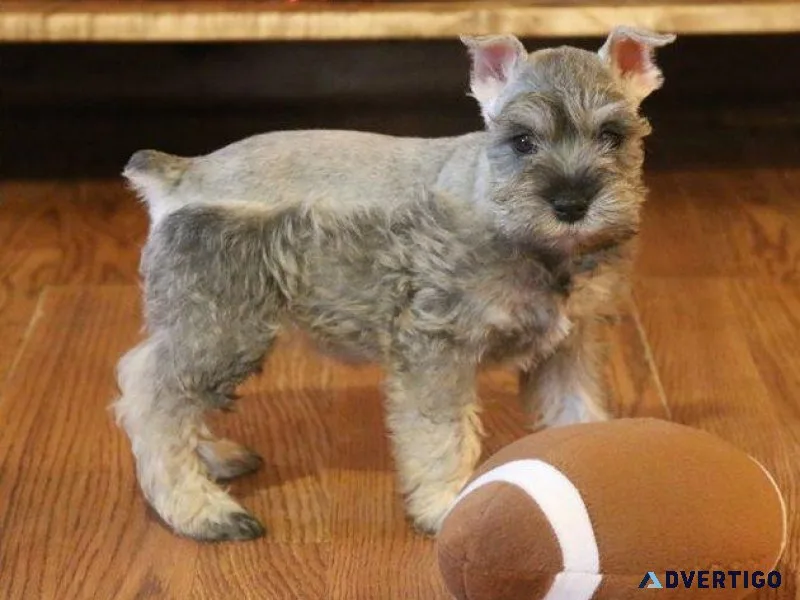 Gorgeous Miniature Schnauzer Puppies