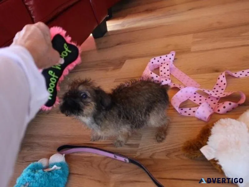 Beautiful Brussels Griffon Puppies For Sale