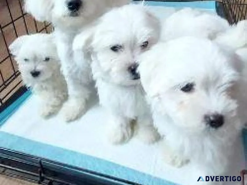 Adorable Bichon Frise puppies girls and boys