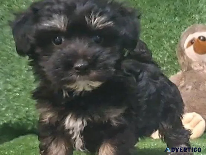 Beautiful Maltipoo Puppies For Sale