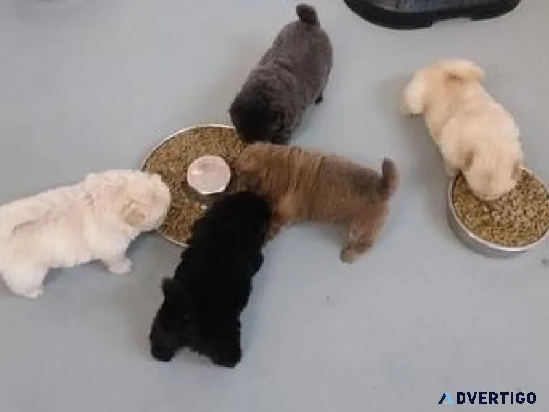 AKC Chow Chow puppies Available for sale