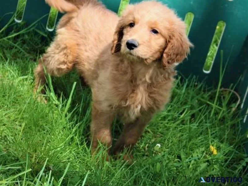Lovely Goldendoodle puppies available