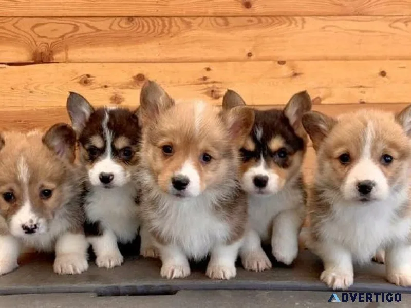 Adorable Corgi puppies for sale