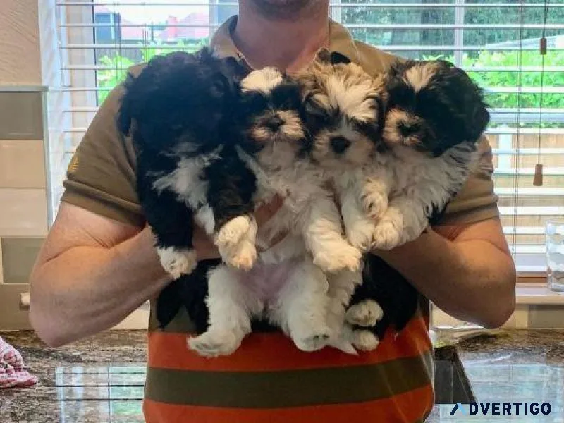 CKC Lhasa Apso Puppies