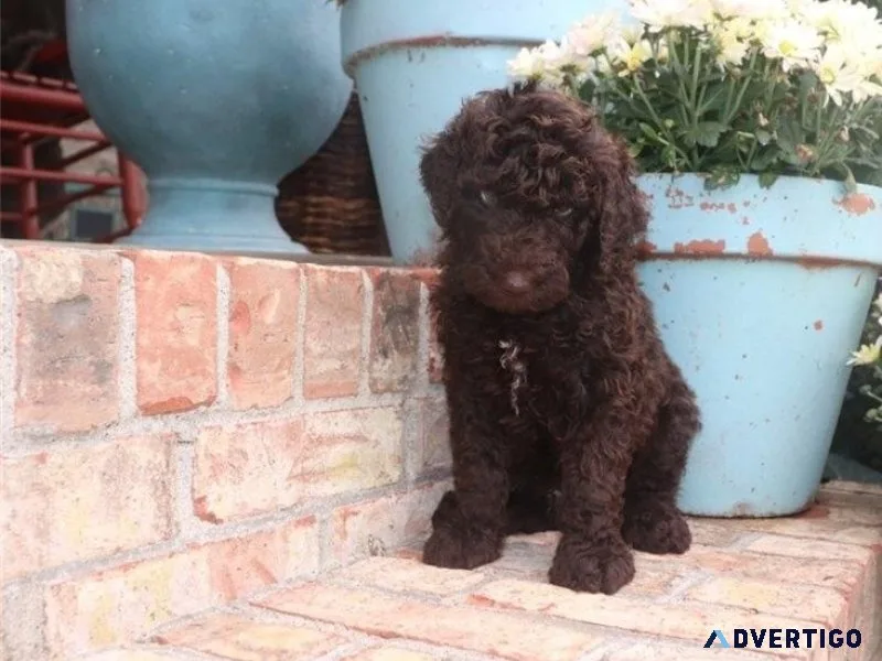Healthy Labradoodle Puppies Available 