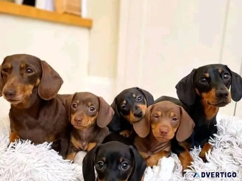 New Litter of Dachshund puppies for sale