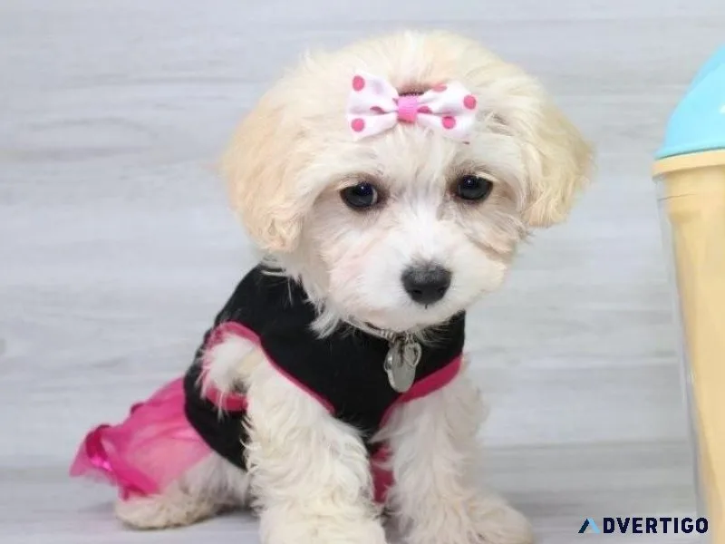 Adorable Havapoo Puppies For Lovely Homes.