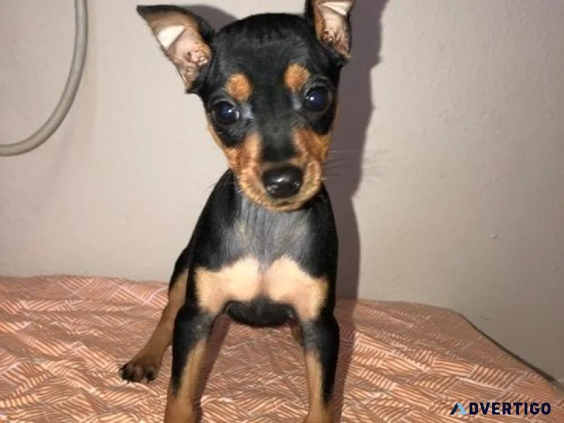 Lovely Miniature Pinscher Puppies Available For Sale