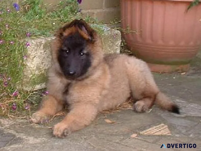 Well Trained Belgian Shepherd Puppies For Sale