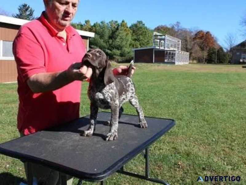 Lovely German Shorthaired Pointer puppies available