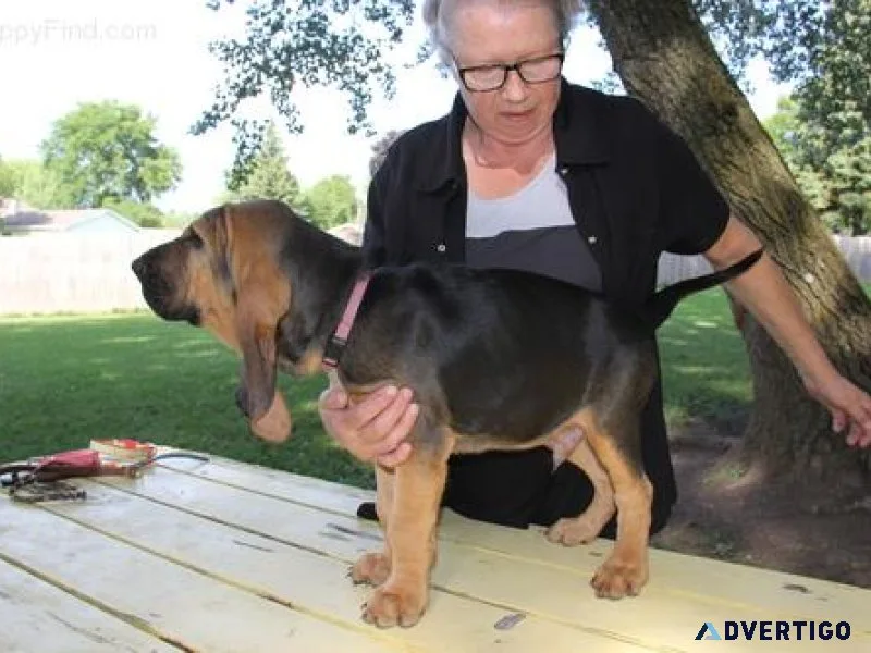 Healthy Bloodhound Puppies for sale