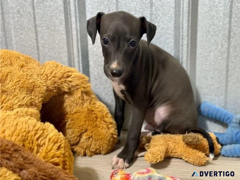 Beautiful Italian Greyhound Puppies For Lovely Homes