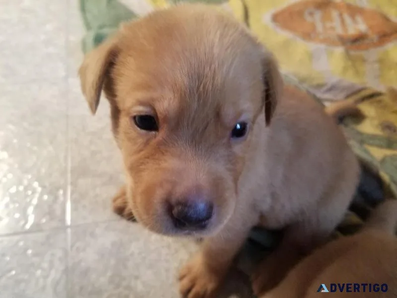 Yellow Lab (s) about 4 weeks old