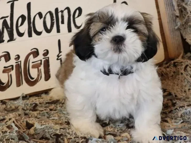 AKC Shih Tzu puppies