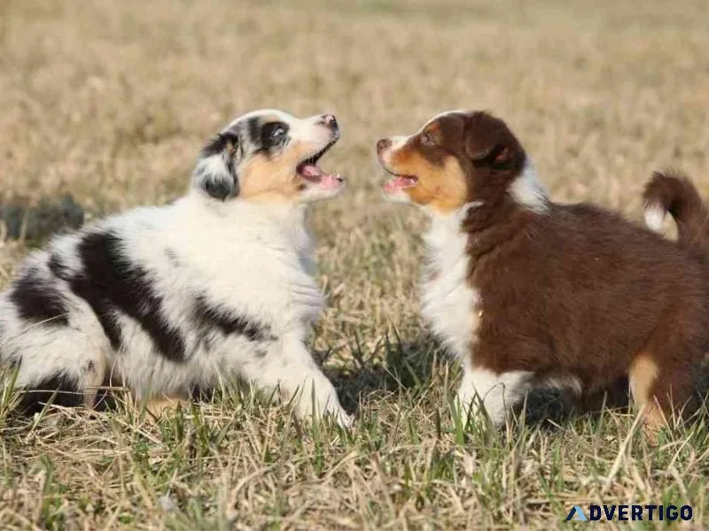 Well trained Australian Shepherd Puppies for sale