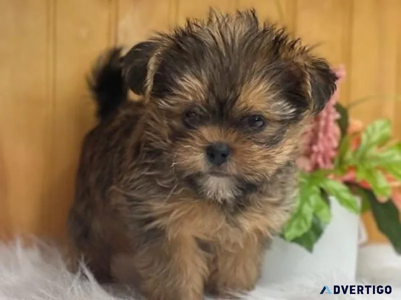 Ready Now Shorkie puppies for lovely homes