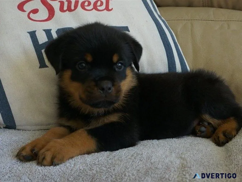 AKC reg. Rottweiler puppies 3 boys and 2 girls available