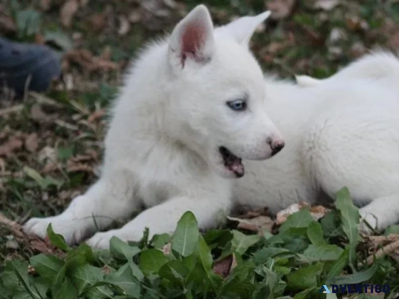 AKC reg. Siberian Husky puppies ready