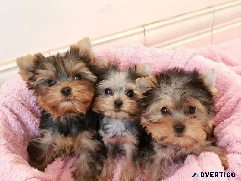 Yorkshire Terrier Puppies for sale