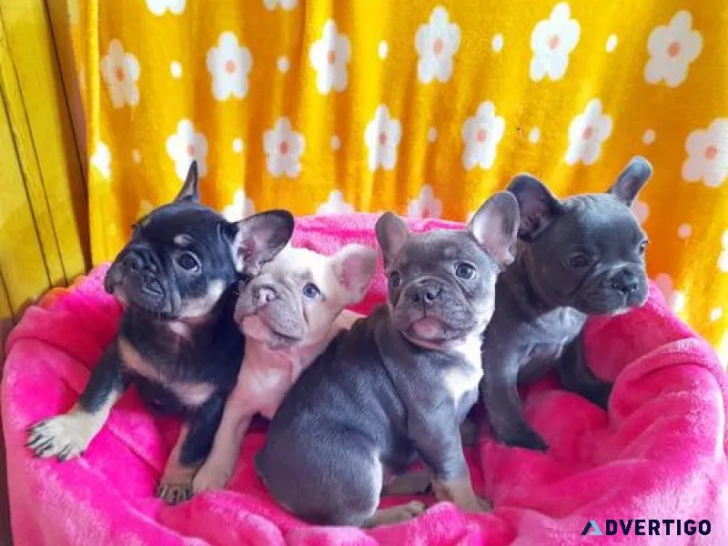Adorable French Bulldog Puppies for sale