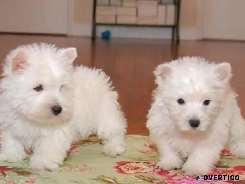 Adorable West Highland White Terrier puppies