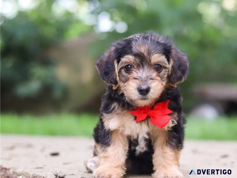Home raised Yorkie Poo puppies ready