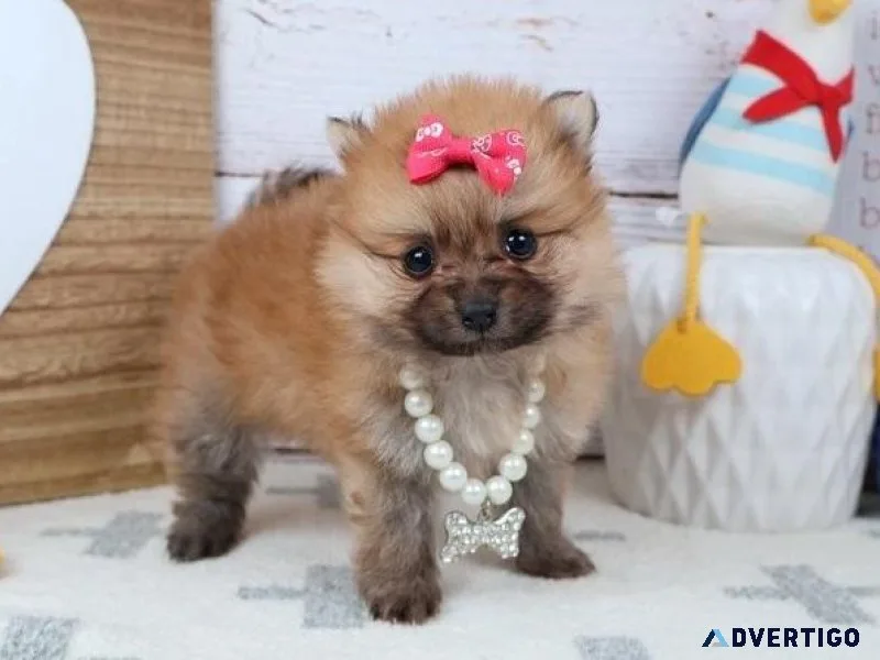 CKC Teacup Pomeranian Puppies for sale