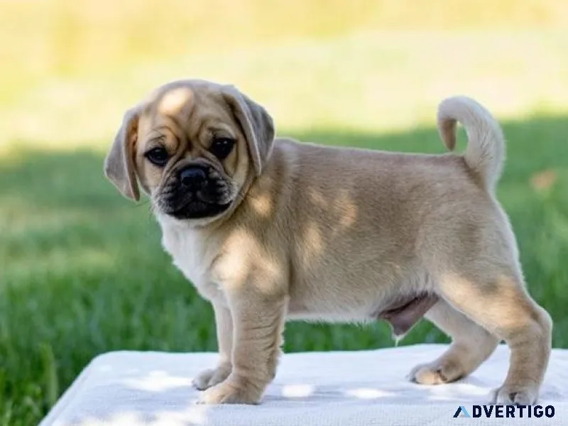 AKC reg. Puggle puppies