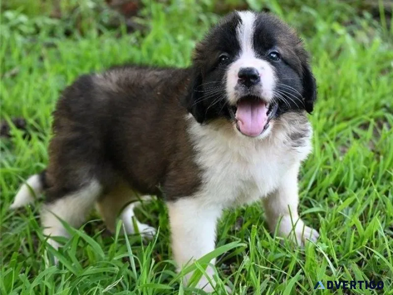 Lovely Saint Bernard puppies for lovely homes