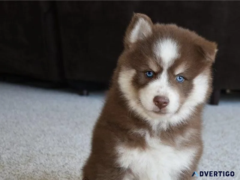 Adorable Pomsky puppies for sale