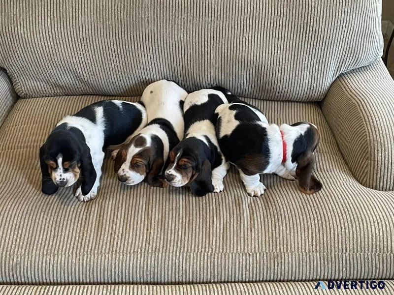 Bassett Hound Puppies