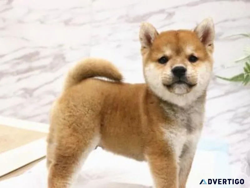 Gorgeous Shiba Inu puppies for lovely homes