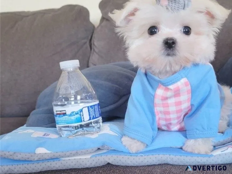 AKC reg Teacup Maltese Puppies for sale